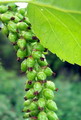 شالک، صنوبر لمباردی، Lombardy poplar